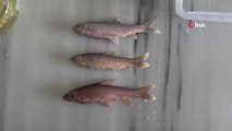 Rize gündem haberi... Rizeli akademisyenler dünya balık faunası için 5 yeni sazan cinsi keşfetti