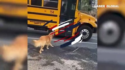 Her gün okul servisini bekleyip küçük kızı evine götüren köpek