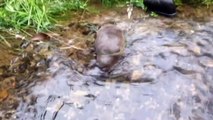 Platypus populations could disappear, getting it classified as a threatened species could change that