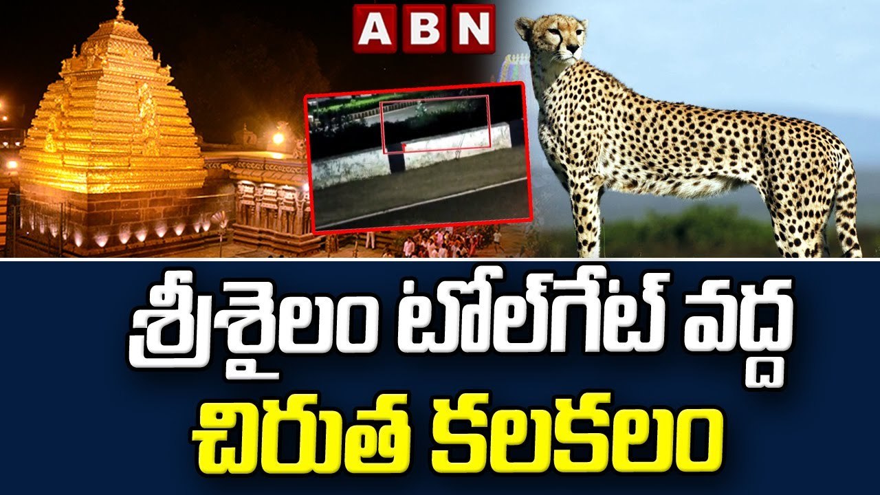 శ్రీశైలం టోల్‌గేట్ వద్ద చిరుత కలకలం || Cheetah at Srisailam Tollgate || ABN Telugu