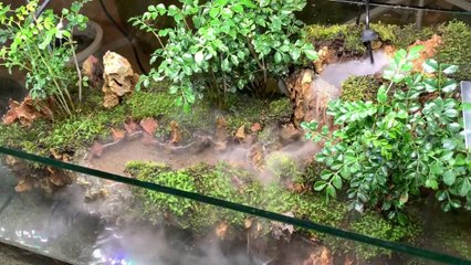 Making a forest with a waterfall