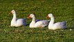 Goose Noise Sound Effect | Duck Sound Effect By Kingdom of Awais
