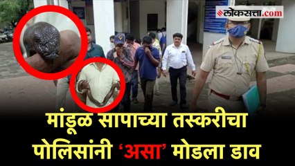 ७० लाखांच्या सापाची तस्करी करणारी टोळी पोलिसांच्या ताब्यात |Kalyan