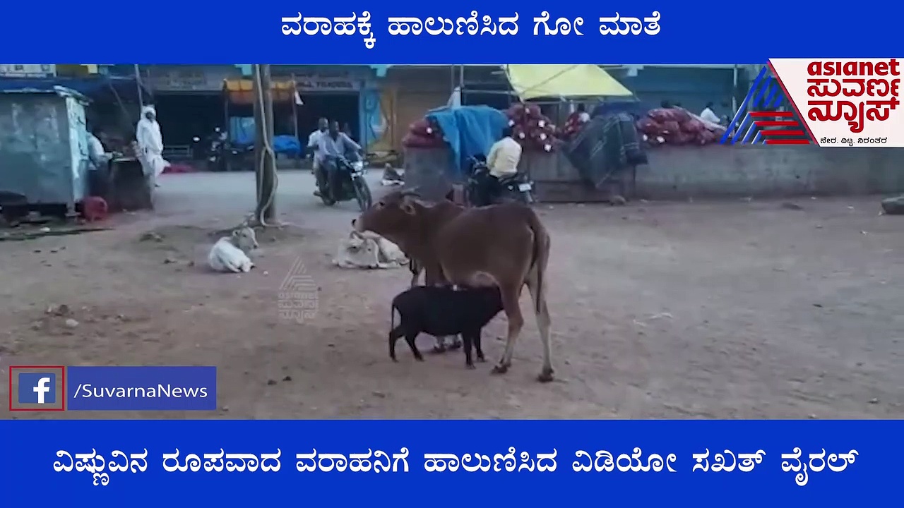 ವರಾಹಕ್ಕೆ ಹಾಲುಣಿಸಿದ ಗೋ ಮಾತೆ; ಸೋಶಿಯಲ್‌ ಮೀಡಿಯಾದಲ್ಲಿ ವಿಡಿಯೋ ಸಖತ್‌ ವೈರಲ್