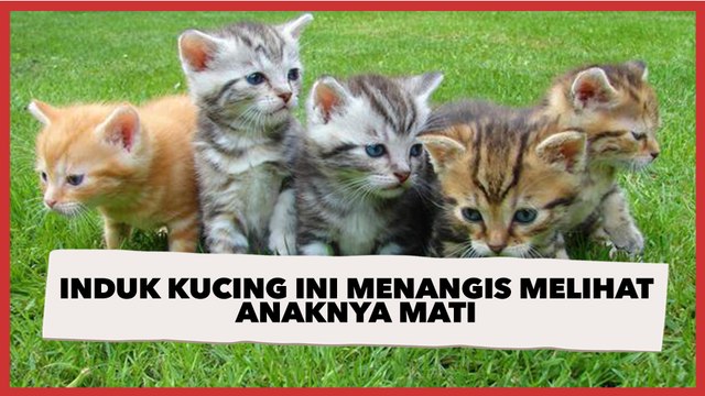 Mengharukan, Induk Kucing Ini Menangis Melihat Anaknya Mati