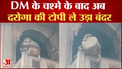 Banke Bihari Temple : DM के चश्मे के बाद अब दरोगा की टोपी ले उड़ा बंदर, Video Viral | UP News