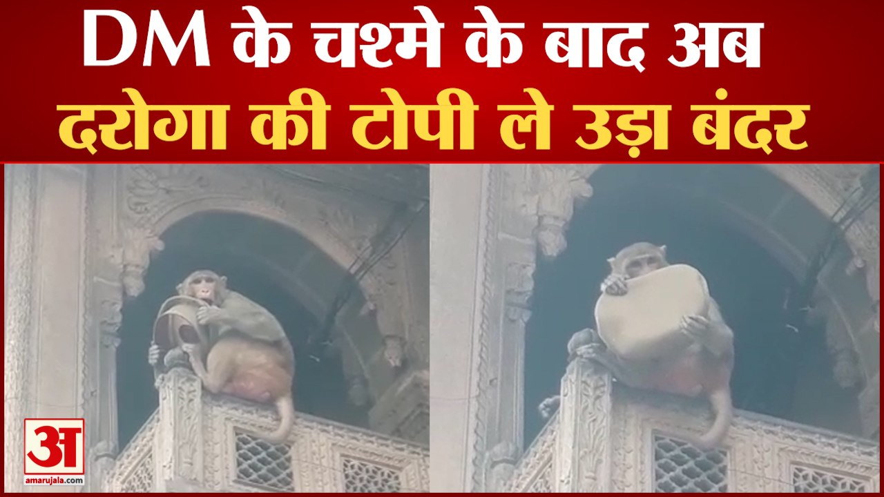 Banke Bihari Temple : DM के चश्मे के बाद अब दरोगा की टोपी ले उड़ा बंदर, Video Viral | UP News