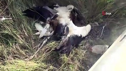Silivri'de göç yolunda yüzlerce leylek öldü