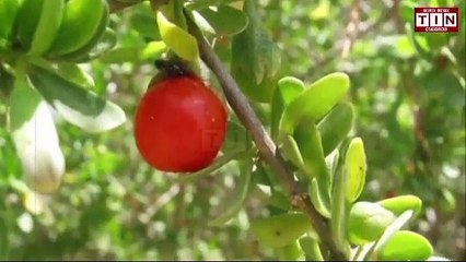 Box Thron Tree. غرقد کا درخت