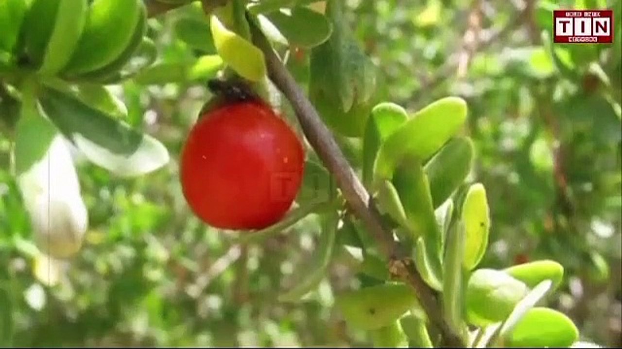 Box Thron Tree. غرقد کا درخت