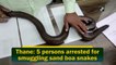 Thane: 5 persons arrested for smuggling sand boa snakes