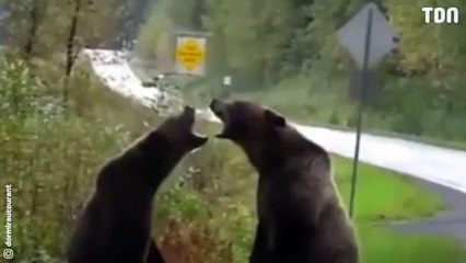 Combat entre deux ours sur la route !