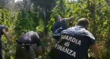 Reggio Calabria, sequestrata piantagione di marijuana coltivata su terreno confiscato (23.08.22)