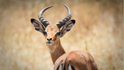 Quelle est la différence entre une gazelle, une antilope et un impala ?