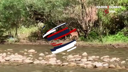 Tunceli’de görüntülendi! Ormanlık alana giderek gözden kayboldular