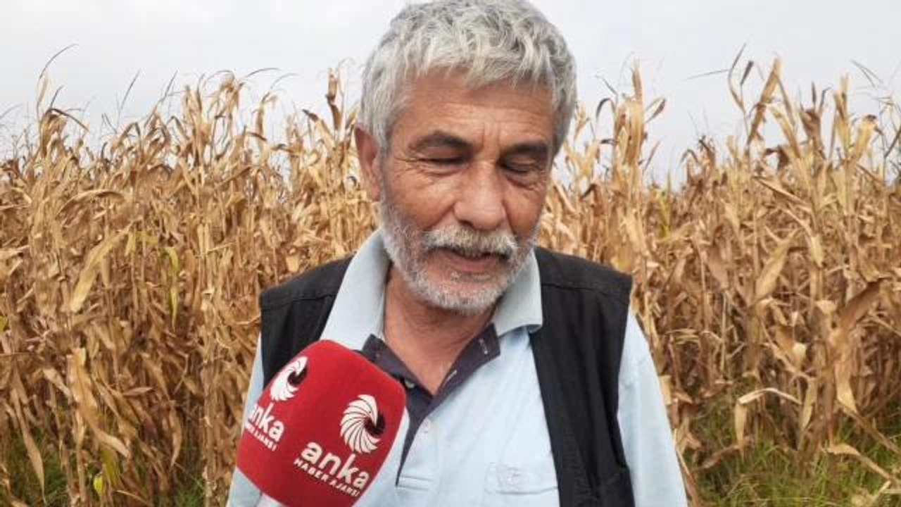 Osmaniye gündem: Osmaniyeli Çiftçi, 5 Bin 700 Lira Mısır Alım Fiyatını Yetersiz Buldu: "10 Bin TL Olsa, Çiftçi Vatandaşımız Bu İşin İçinden Çıkamaz"