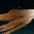 Une étrange créature marine à tentacules repérée dans le Pacifique - carré
