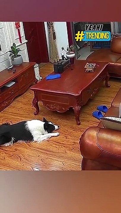 Hài hước cảnh tượng chú chó nằm chờ chủ ngủ để trộm tiền trong túi