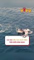 Cá voi liên tục xuất hiện trên biển Bình Định