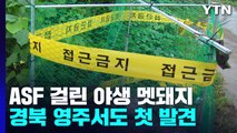 ASF 걸린 야생 멧돼지 경북 영주서도 첫 발견...방역 당국 '긴장' / YTN