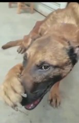 Ayakkabı kokusuna dayanamayan köpek