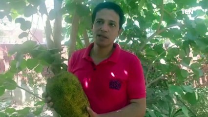 الكيلو ب 1000 جنيه .. تعرف على الجاك فروت والبمبر اغرب فاكهة في الشرقية