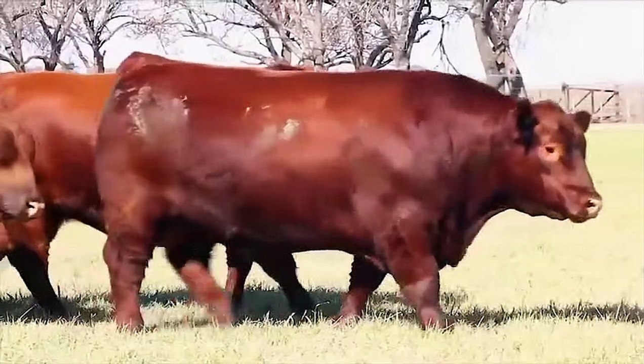 15 Most Unique Bulls in the World - video Dailymotion