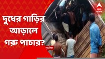 Cow Smuggling: দুধের গাড়ির আড়ালে গরু পাচারের অভিযোগ। Bangla News