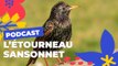 L' étourneau sansonnet  | Brèves de nature sauvage à Paris | Paris Podcast 