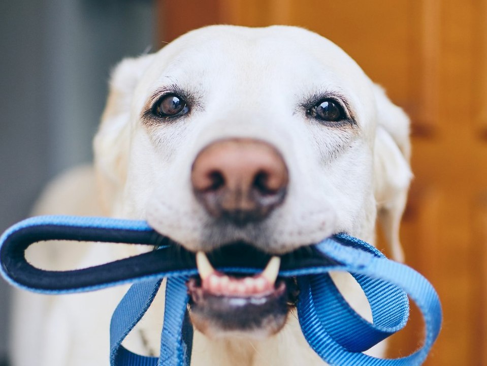 Gassigehen als Straftat: Iran bringt irres Gesetz auf den Weg