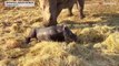 South Africa wildlife sanctuary welcomes white rhino calf