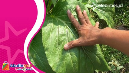 Langka dan Unik Tanaman Sawi Raksasa Jadi Tontonan Warga