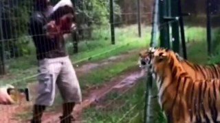 Cutest Tigers  Compilation