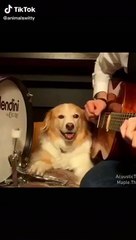 Dog Playing Drum Funny Animal Videos 2022 3