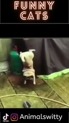 Outdoor Cats and Dogs Witty And Funny Animal Videos 2022 10