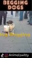 Begging Dogs Witty And Funny Animal Videos 2022 11