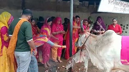 Video: ब्रह्म मुहूर्त में गाय व बछड़ों का पूजन, परंपरागत रूप से मनाई बछ-बारस