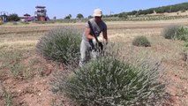 Isparta haber | Isparta ve Burdur'un mor bahçelerinde hasat telaşı (1)