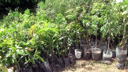 Axe Touba-Ngabou: 700 caïlcédrats( khay)  plantés par TCK