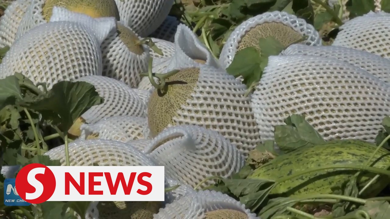 Harvest season for popular hami melons in Xinjiang