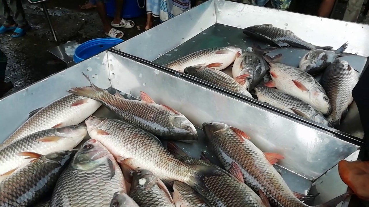 Amazing fishing video