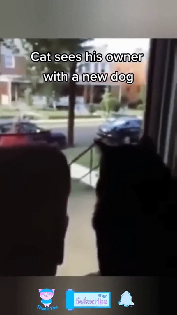 ⁣Funny Animals Videos Funny Animals Moment