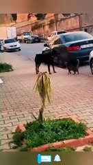 Funny Savage Cats That Are Totally Badass