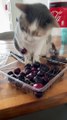 Cute CatsFunny Fail ops Moments Viral Clips #Video__ #trending #funny #animals