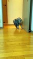 Cute & Crazy Cats Funny Viral Clips-- Best #funny Cats #Video-- #trending #animals