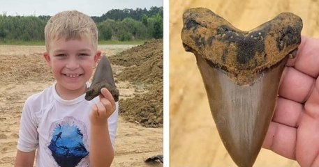 Caroline du Sud : un enfant de 8 ans trouve une dent de requin préhistorique longue de 12 centimètres