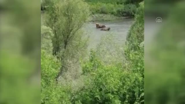 Nehirdeki çamura batan iki ineği AFAD kurtardı