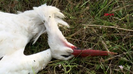Onlarca leylek, yüksek gerilim hatlarına çarparak öldü