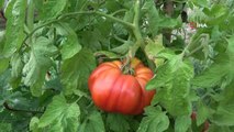 Coğrafi işaret tescilli yerli domates 'maniye'nin hasadı başladı