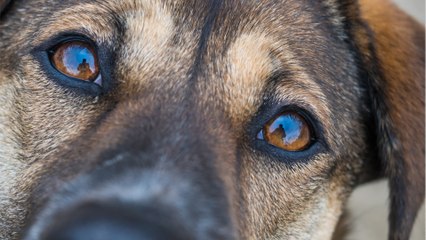 Descargar video: Your dog sheds tears each time it is reunited with you, but you might not see them